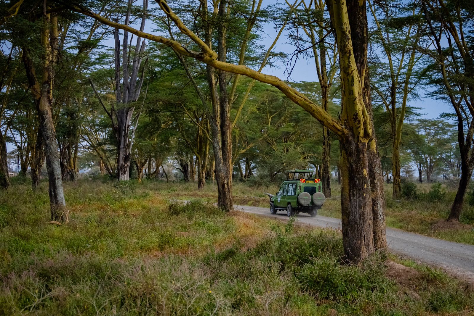 Landcruiser