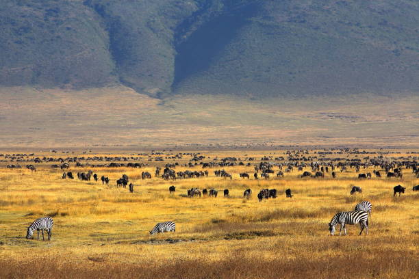 Ngorongoro Crater Safari